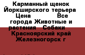 Карманный щенок Йоркширского терьера › Цена ­ 30 000 - Все города Животные и растения » Собаки   . Красноярский край,Железногорск г.